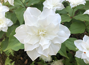 White flowers. Link to Life Stage Gift Planner Under Age 60 Situations.