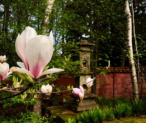 Flowers in a garden. Links to Gifts of Cash, Checks, and Credit Cards