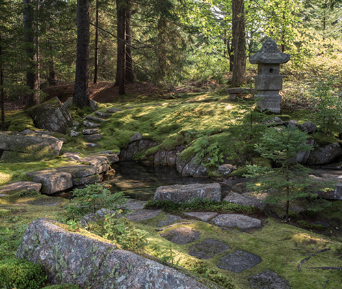 Garden in a forest. Links to Gifts of Appreciated Securities