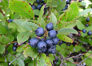 Blueberries. Link to Life Stage Gift Planner Over Age 70 Situations.